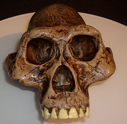 250px-Australopithecusafarensis_reconstruction.jpg