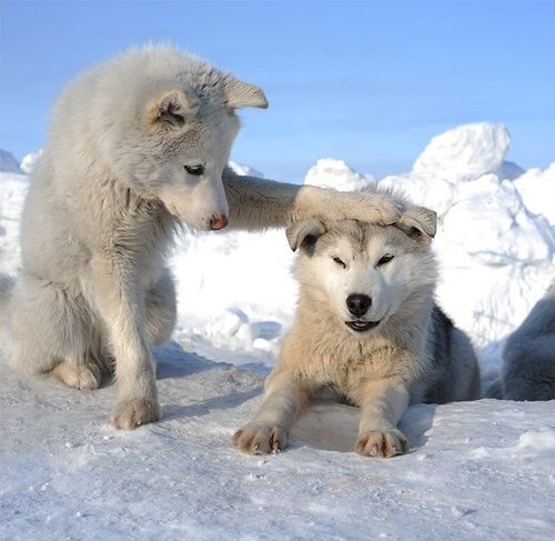affection-cubs-cute-snow-wolf-wolf-cubs-Favim.com-77977.jpg