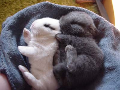 baby-easter-bunnies.jpg