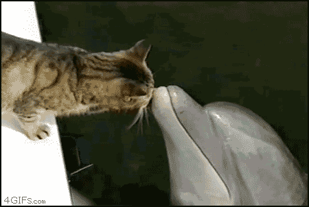 Cat-and-Dolphin.gif