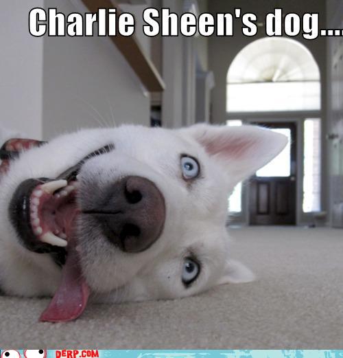charlie-sheens-dog.jpg