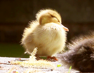 cutest lil duck  ever.gif