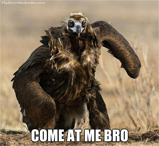 Eagle - Come At Me Bro.jpg
