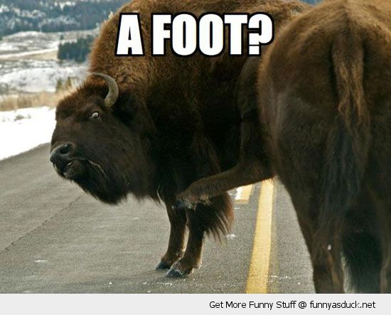 funny-yak-buffalo-shocked-surprised-foot-pics.jpg