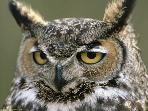Great-Horned-Owl-1-500x375.jpg