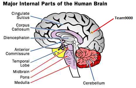 human_brain_major_internal_parts.jpg