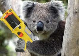 Koala Warfare.jpg