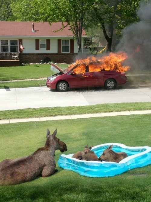 moosefire.jpg