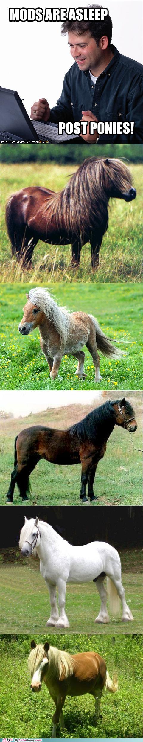 my-little-pony-friendship-is-magic-brony-net-noob-has-a-fine-herd-of-ponies.jpg