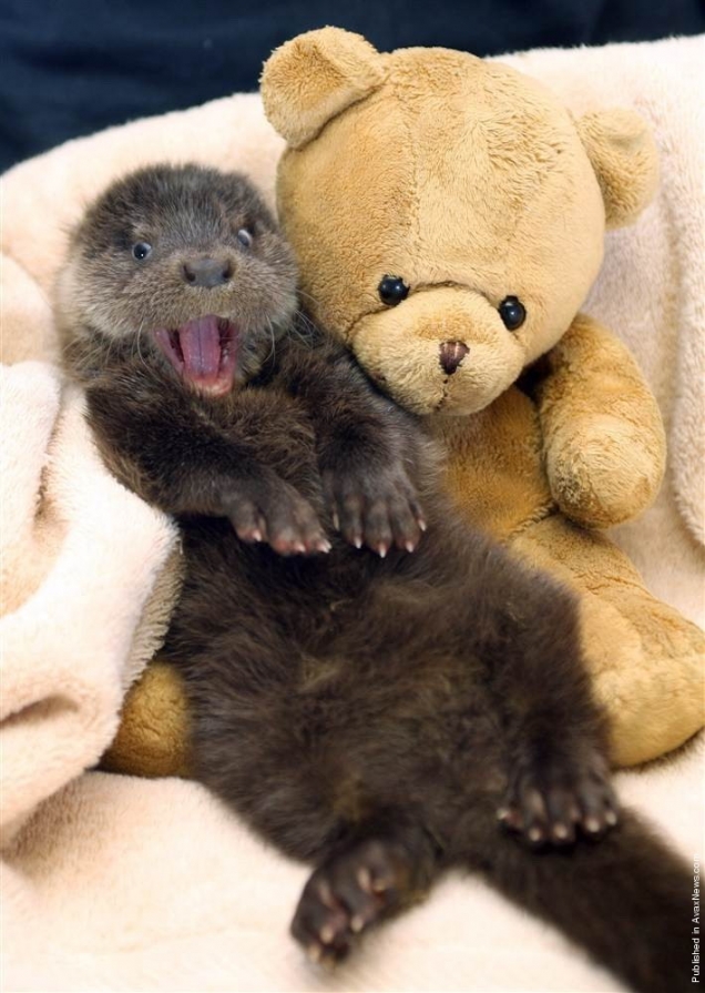 otter-is-happy.jpg