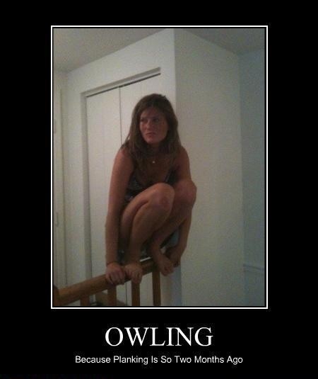owling-is-the-new-planking14.jpg