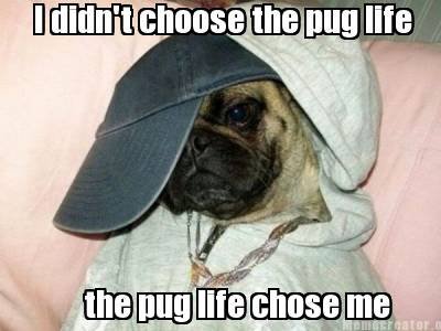 Pug Life.jpg