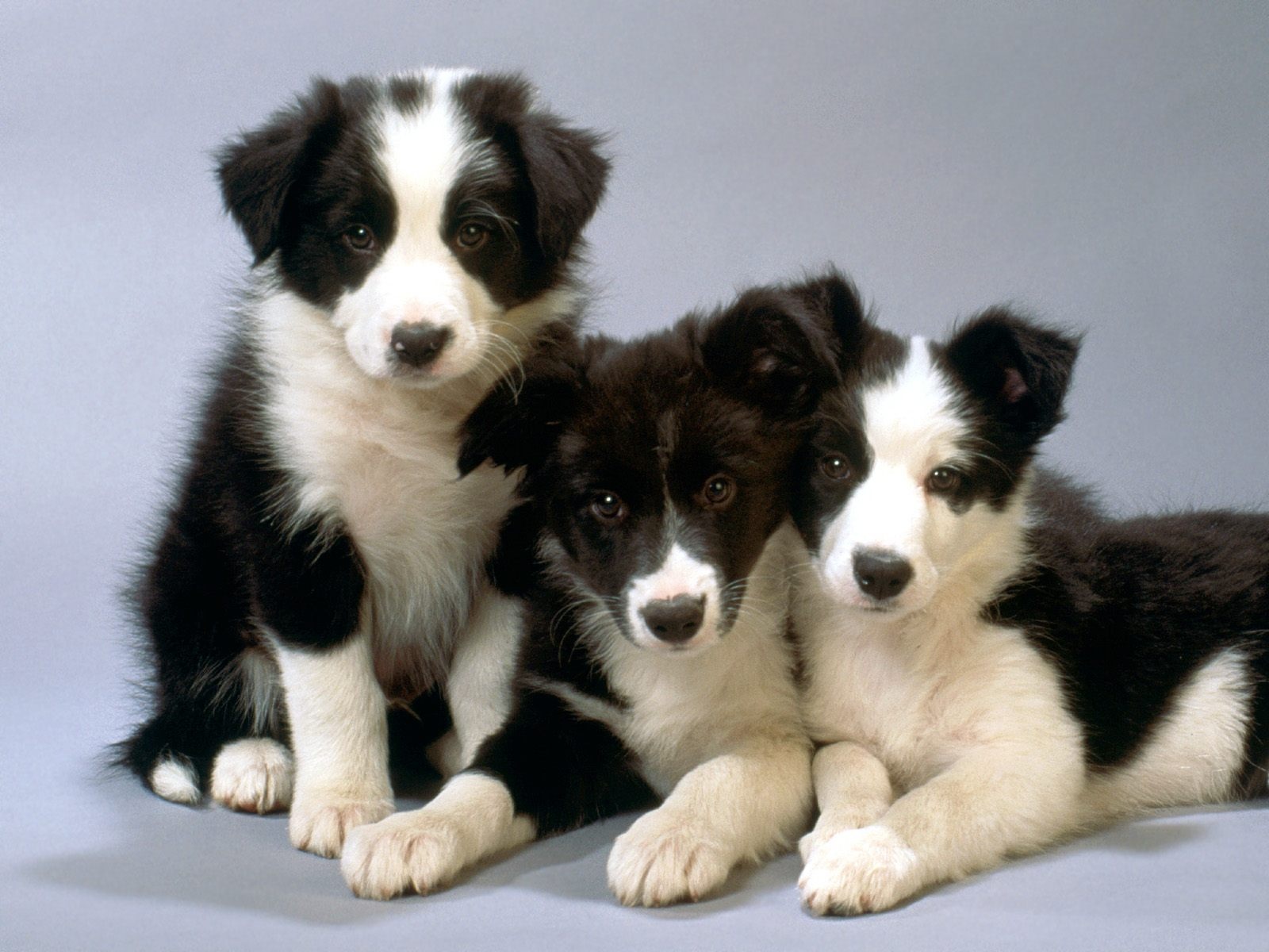 puppies3.jpg