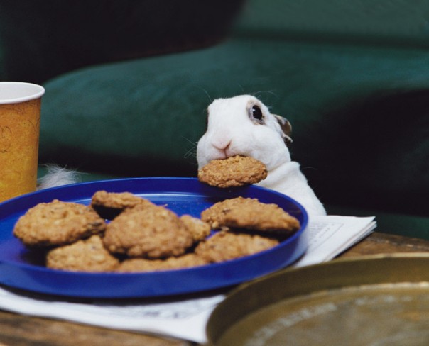 Rabbit Cookie.jpg