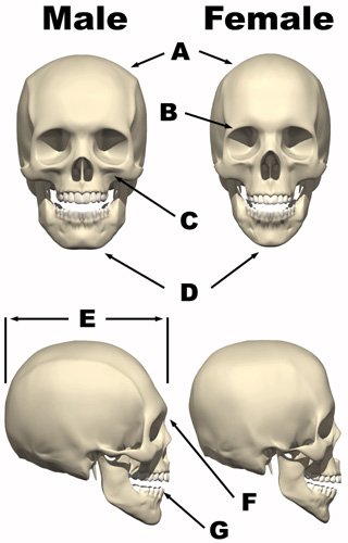 skulls.jpg