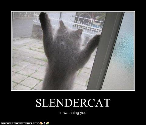 slendercat.jpg