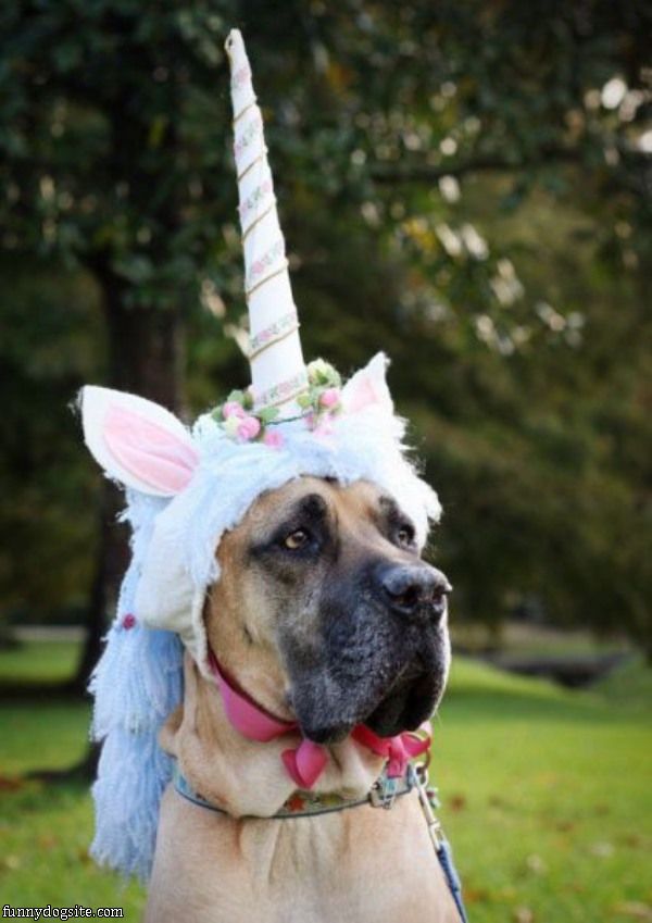 Unicorn_Dog.jpg