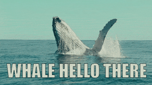 whale hello.gif