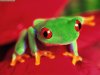 tree_frog_1.jpg