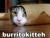 burrito-cat.jpg