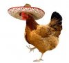 mexican chicken.jpg