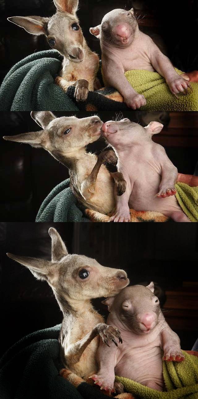 kangaroo-wombat-baby-friends.jpg