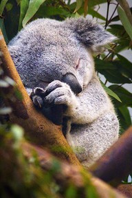 baby-koala.jpg