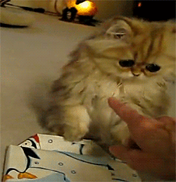 cutest-cat-gifs-confused.gif