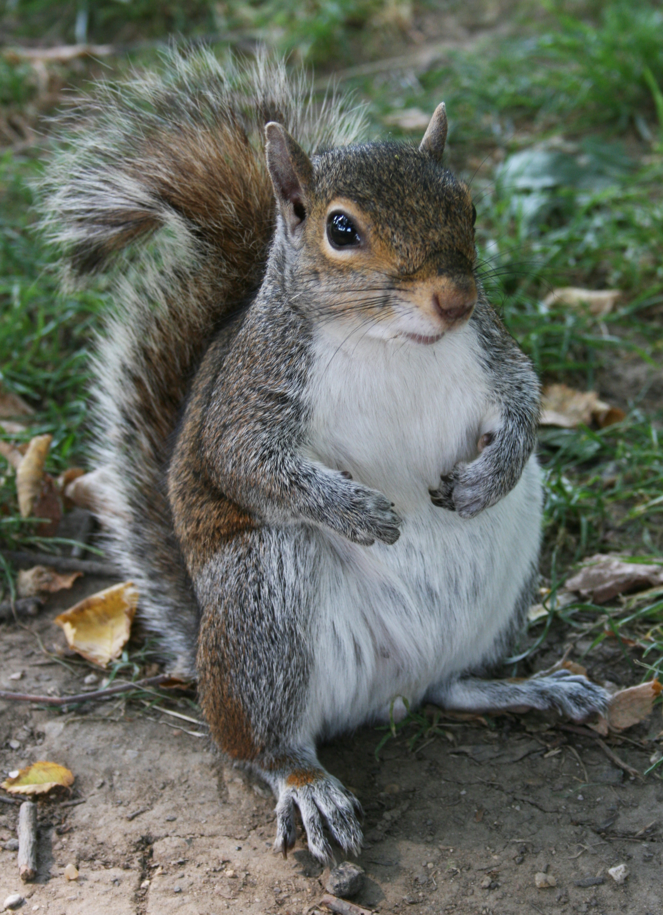 Common_Squirrel.jpg