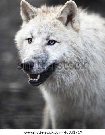 stock-photo-arctic-wolf-canis-lupus-arctos-aka-polar-wolf-or-white-wolf-close-up-portrait-of-this-beautiful-46331719.jpg