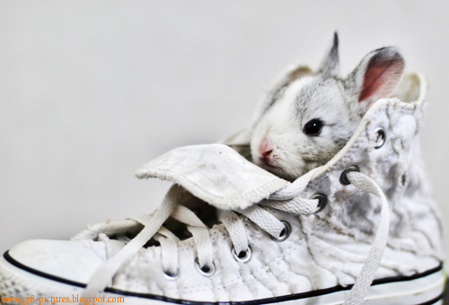 20-Shoe_Bunny.jpg