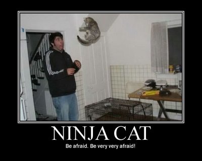 ninja-cat.jpg