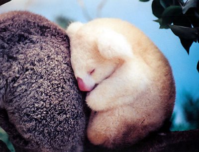 baby-koala.jpg