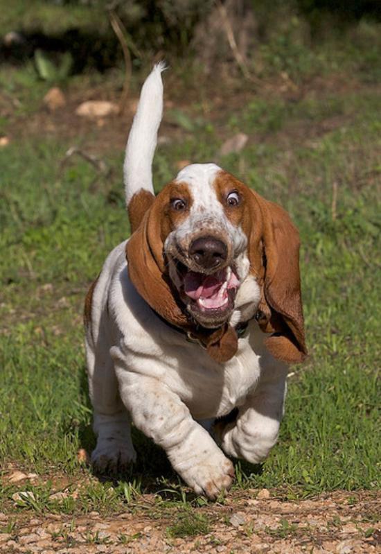 basset-hound-running-9.jpg