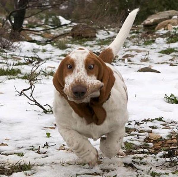 basset-hound-running-6.jpg