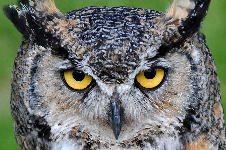 great-horned-owl-stare-alan-lenk.jpg
