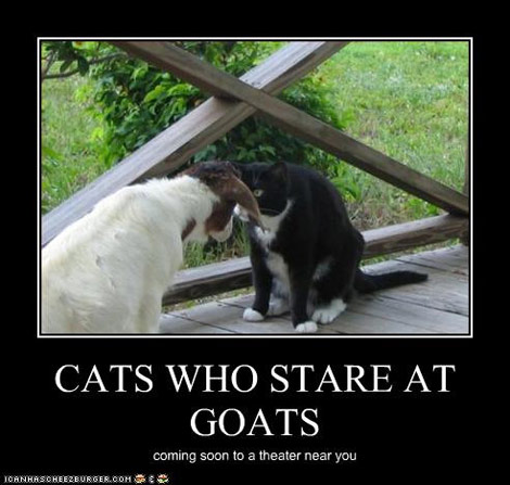 cats-goats-funny.jpg