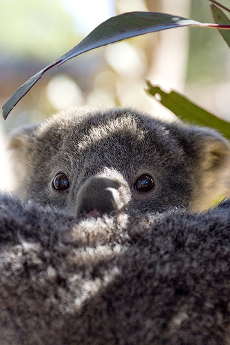 cute-koala1.jpg