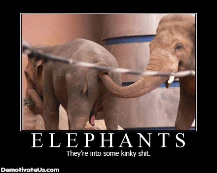 elephants-theyre-into-some-kinky-shit-demotivational-poster.jpg