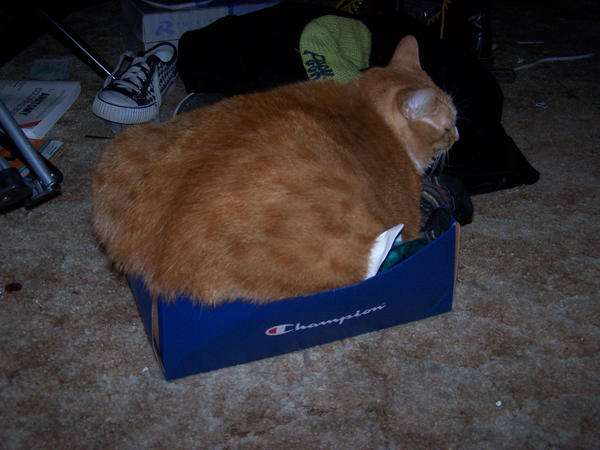 My_Kitty_so_fat___part_2_by_FaerieInCombatBoots.jpg
