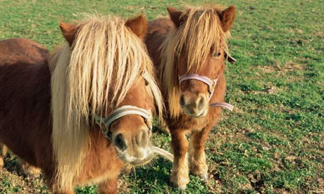 Shetland-ponies-002.jpg
