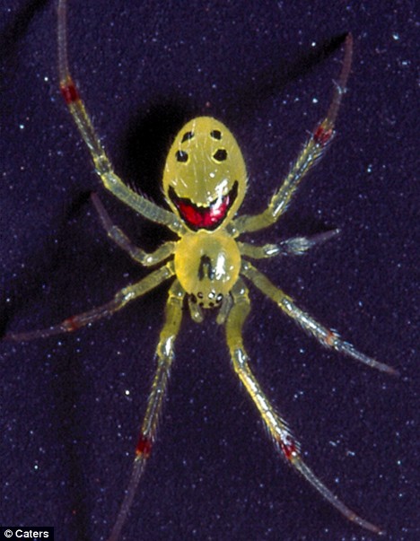 Happy+Face+Spider.jpg