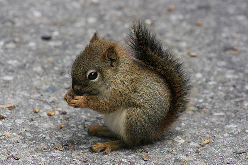 squirrel-squirrel.jpg