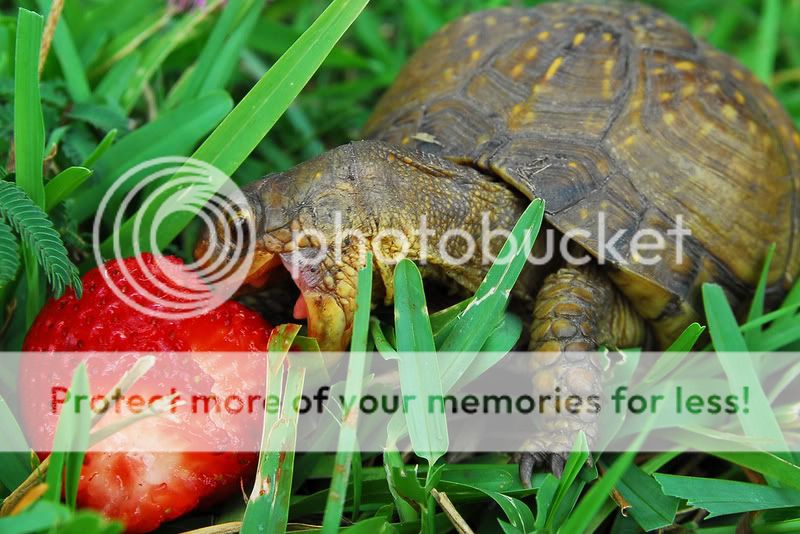 turtle-eating-strawberry.jpg