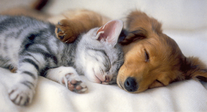 Kitten_and_puppy_sleeping.jpg