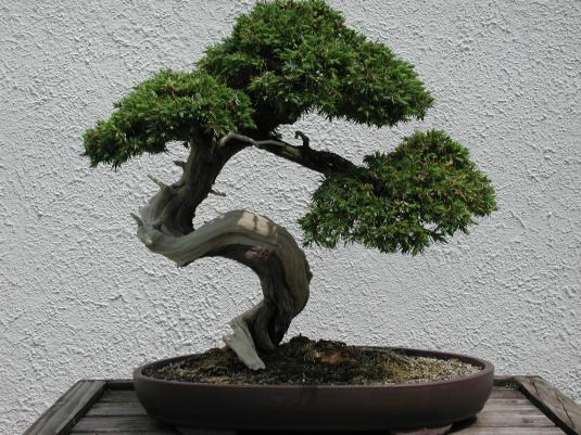 bonsai-tree-3preview.jpg