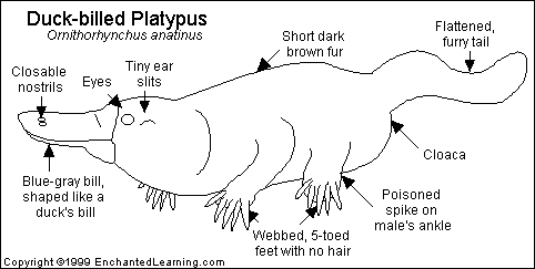 Platypus_bw.GIF