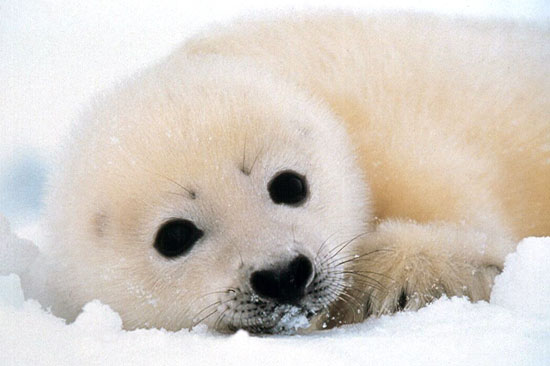 white-coat-seal-pup.jpg