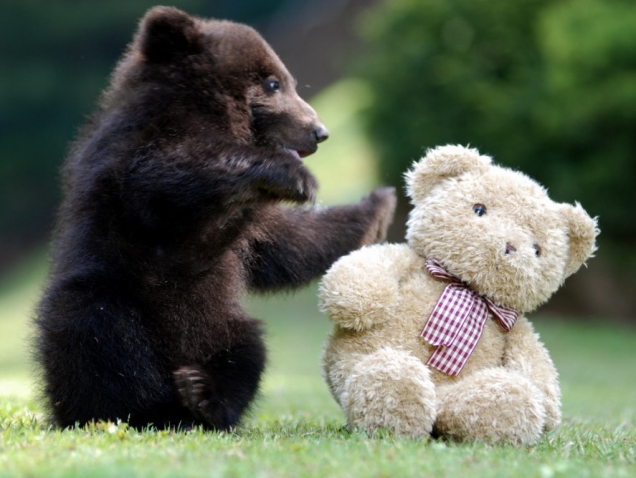 bear-cub-playing-with-teddy-bear.jpg
