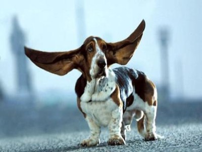 bassethound-floppy-ears.jpg